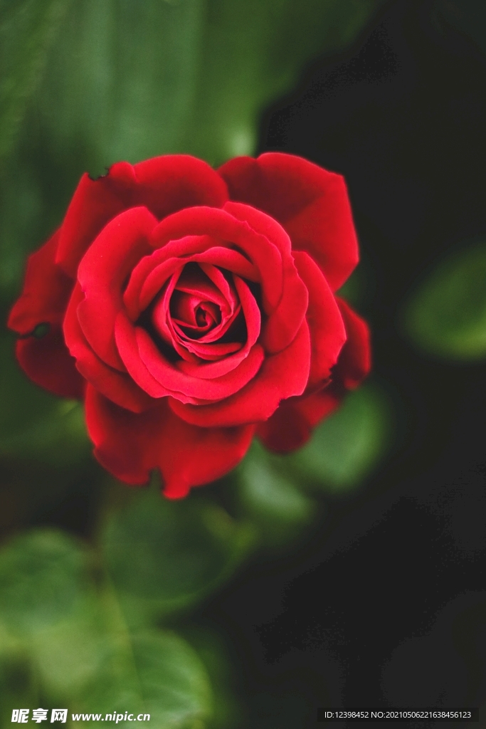 美丽的玫瑰花
