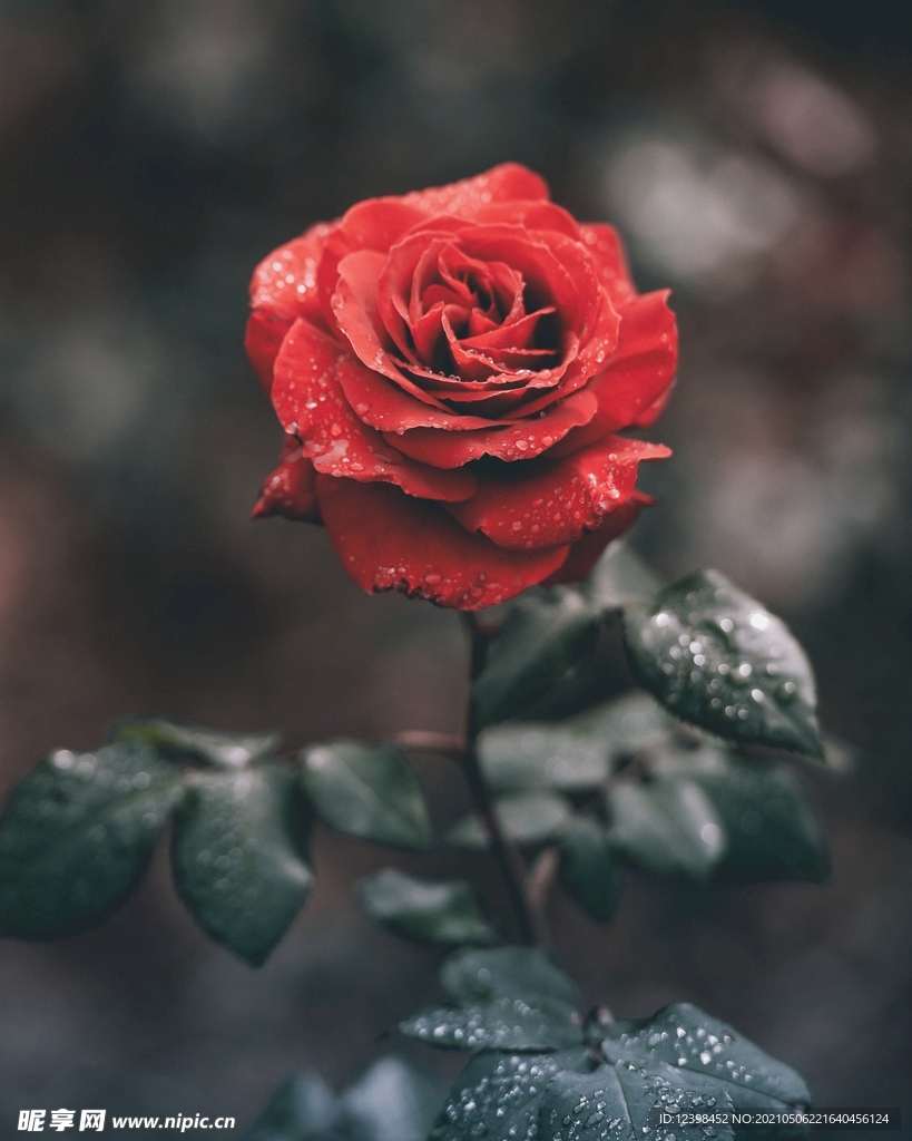 美丽的玫瑰花