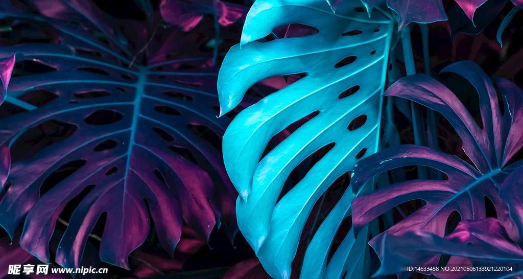 植物海报背景效果图