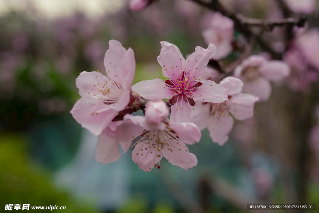 花卉花枝头