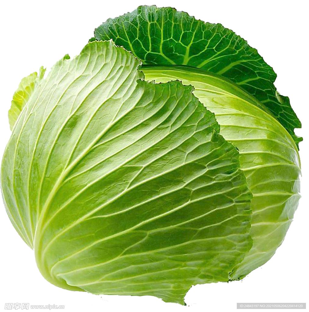 包菜