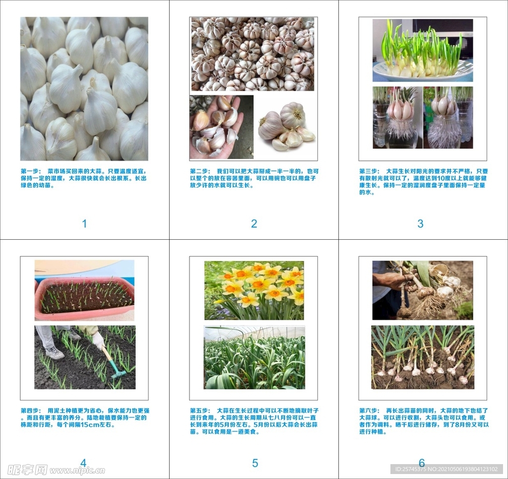 大蒜记录植物生长过程-图库-五毛网