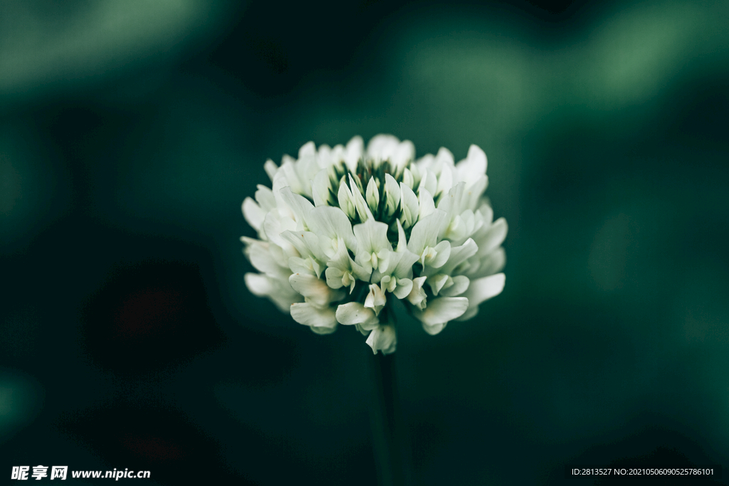 小花特写