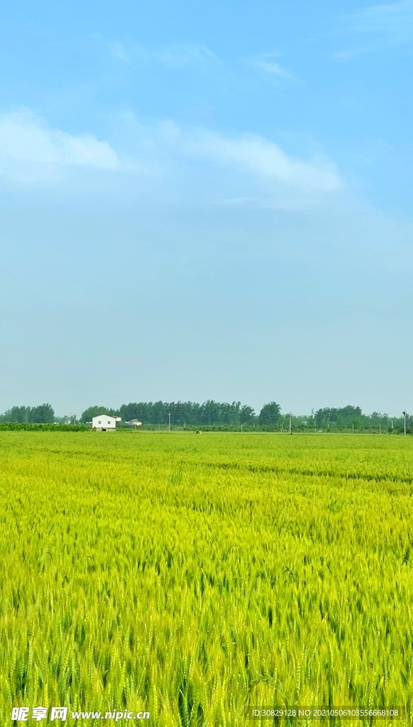 家乡麦田