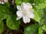 茉莉花