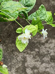 茉莉花