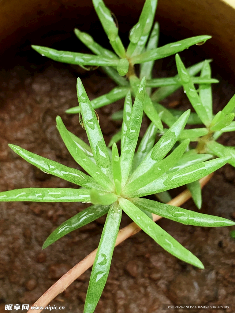 多肉植物
