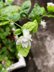 茉莉花