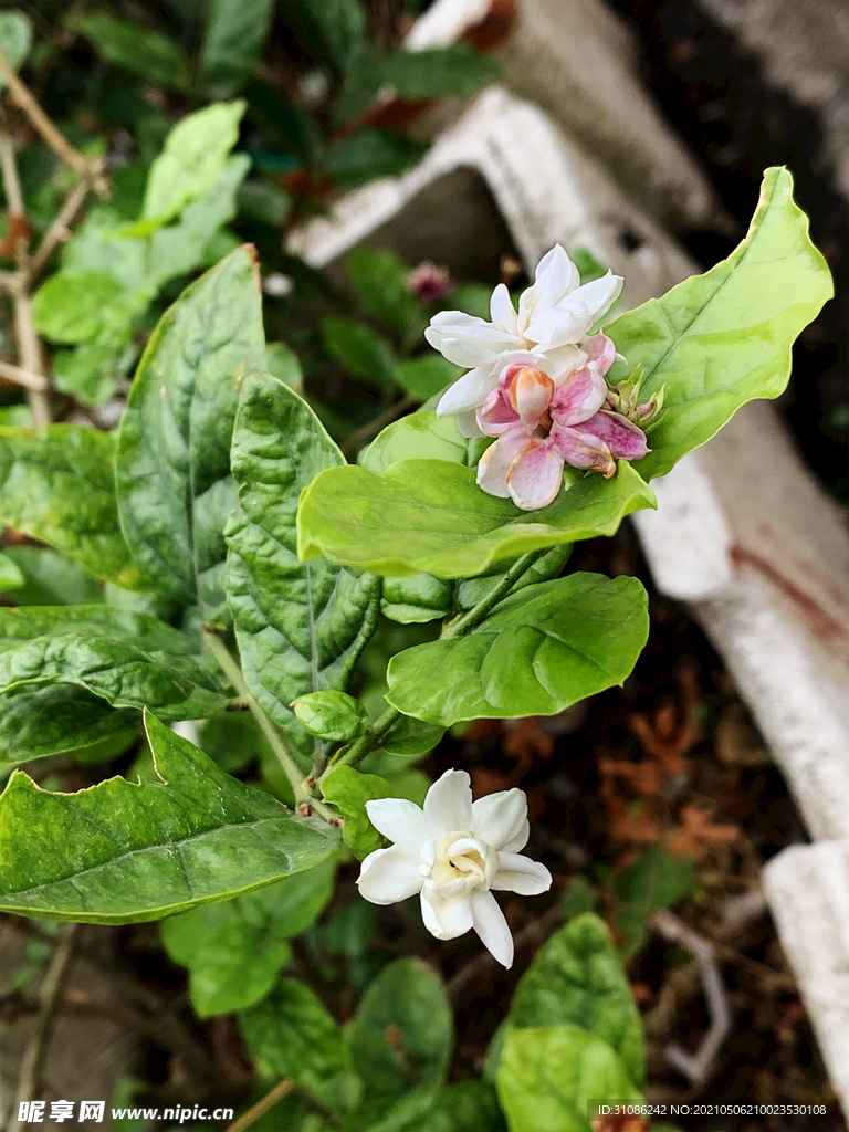 茉莉花