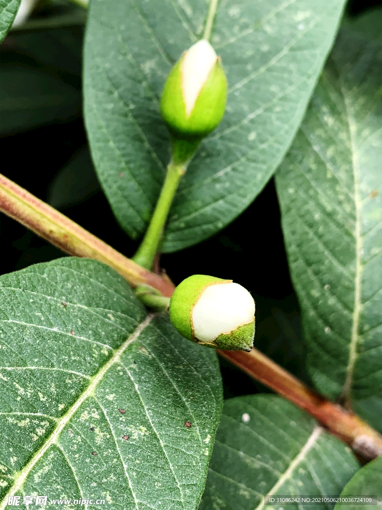 番石榴花蕾