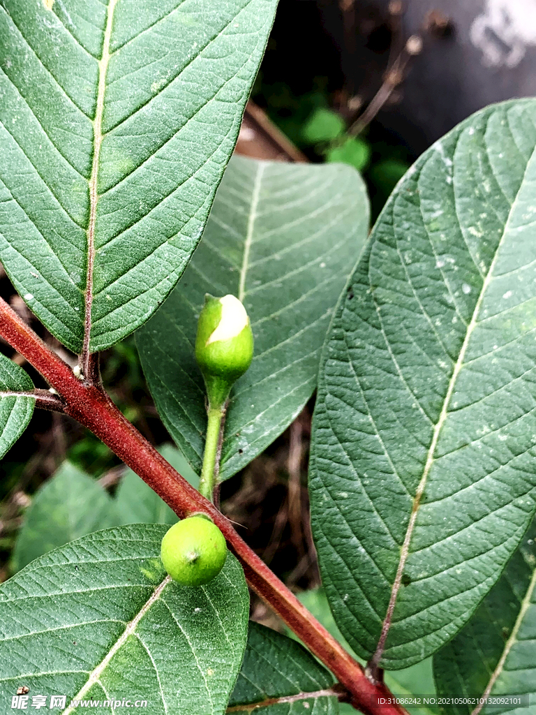 番石榴花蕾