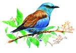 油画喜鹊