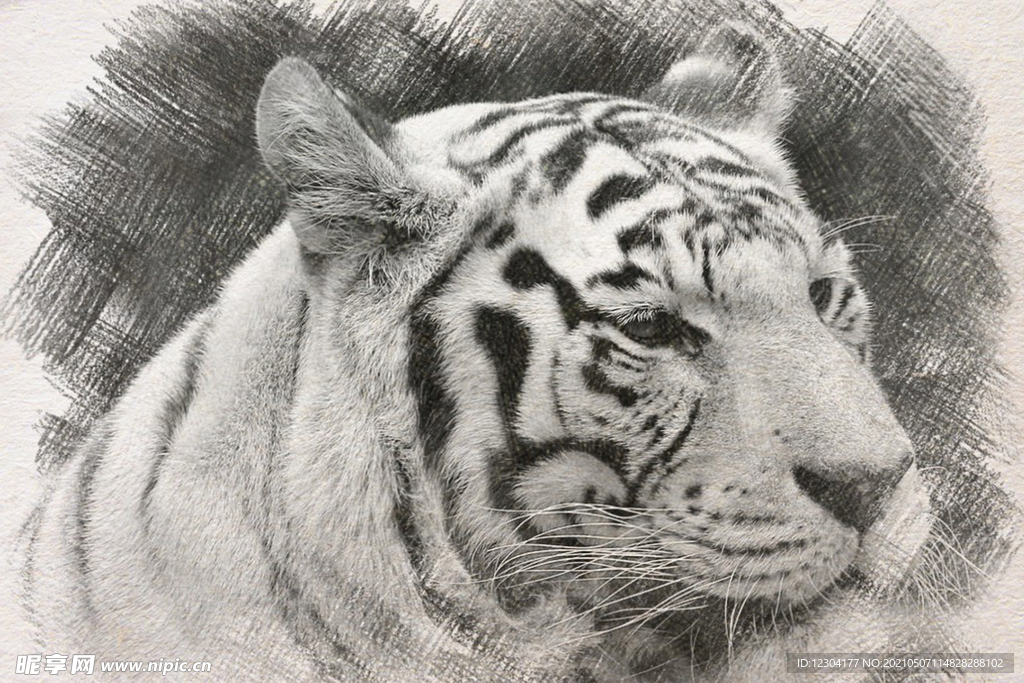  虎 