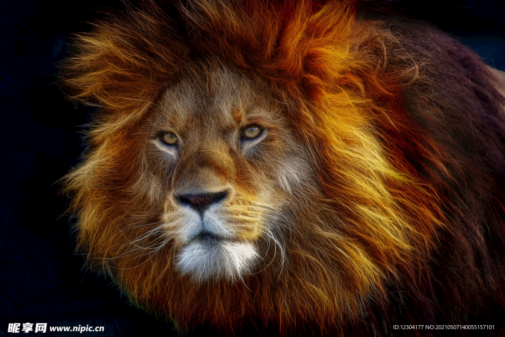  狮子 