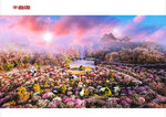 唯美南京明孝陵景梅花山自然美景