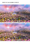 南京明孝陵景梅花山自然美景视频