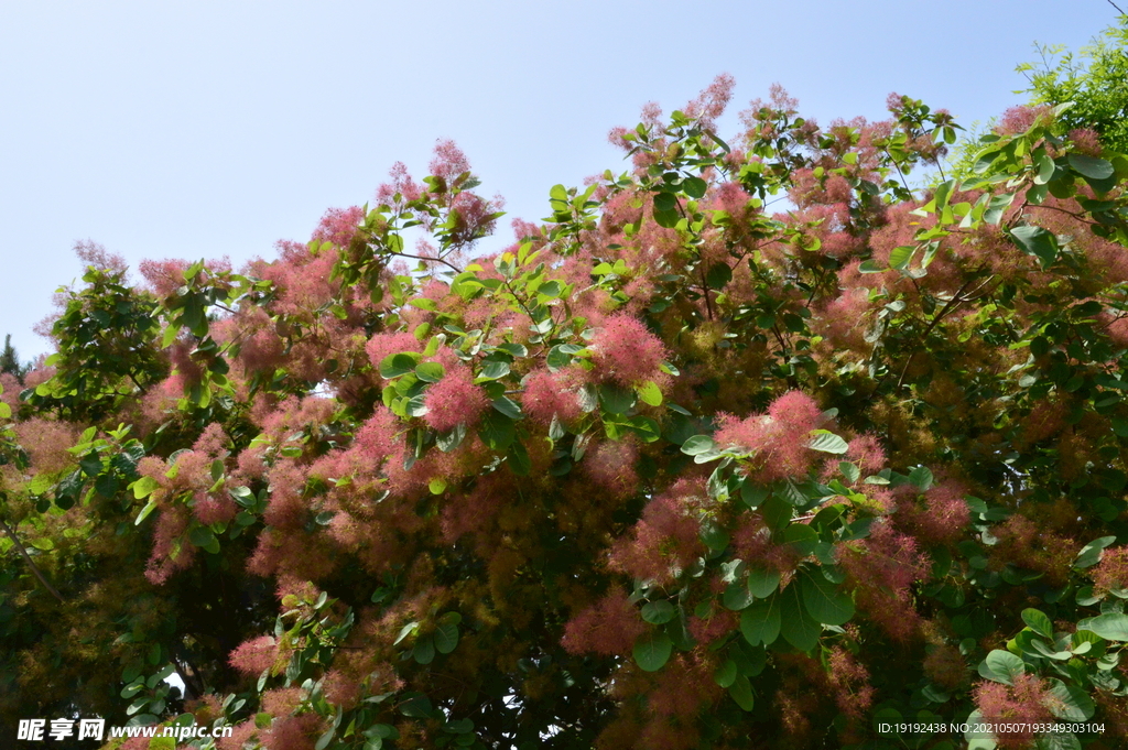 黄栌花 