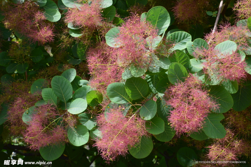 黄栌花