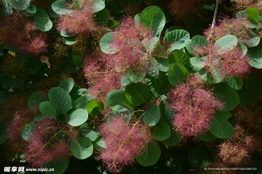 黄栌花 