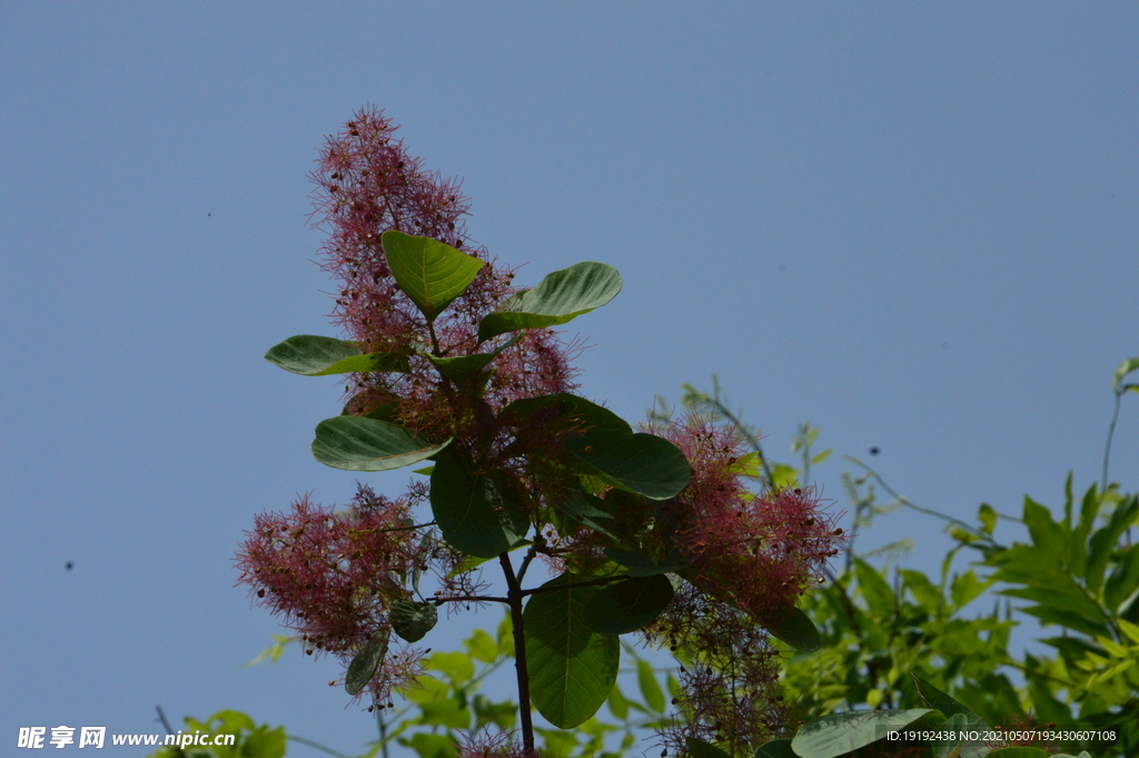 黄栌花