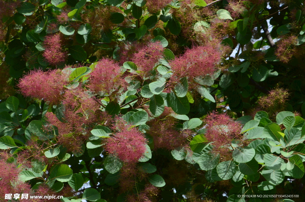 黄栌花