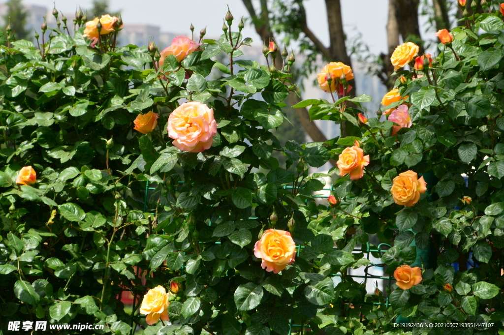 月季花 