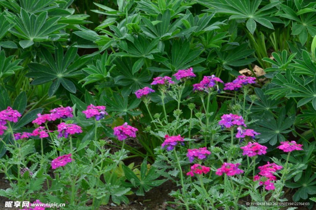 园林花卉