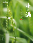 小满  
