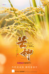 芒种