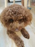 贵宾犬 泰迪