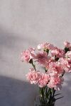 康乃馨
