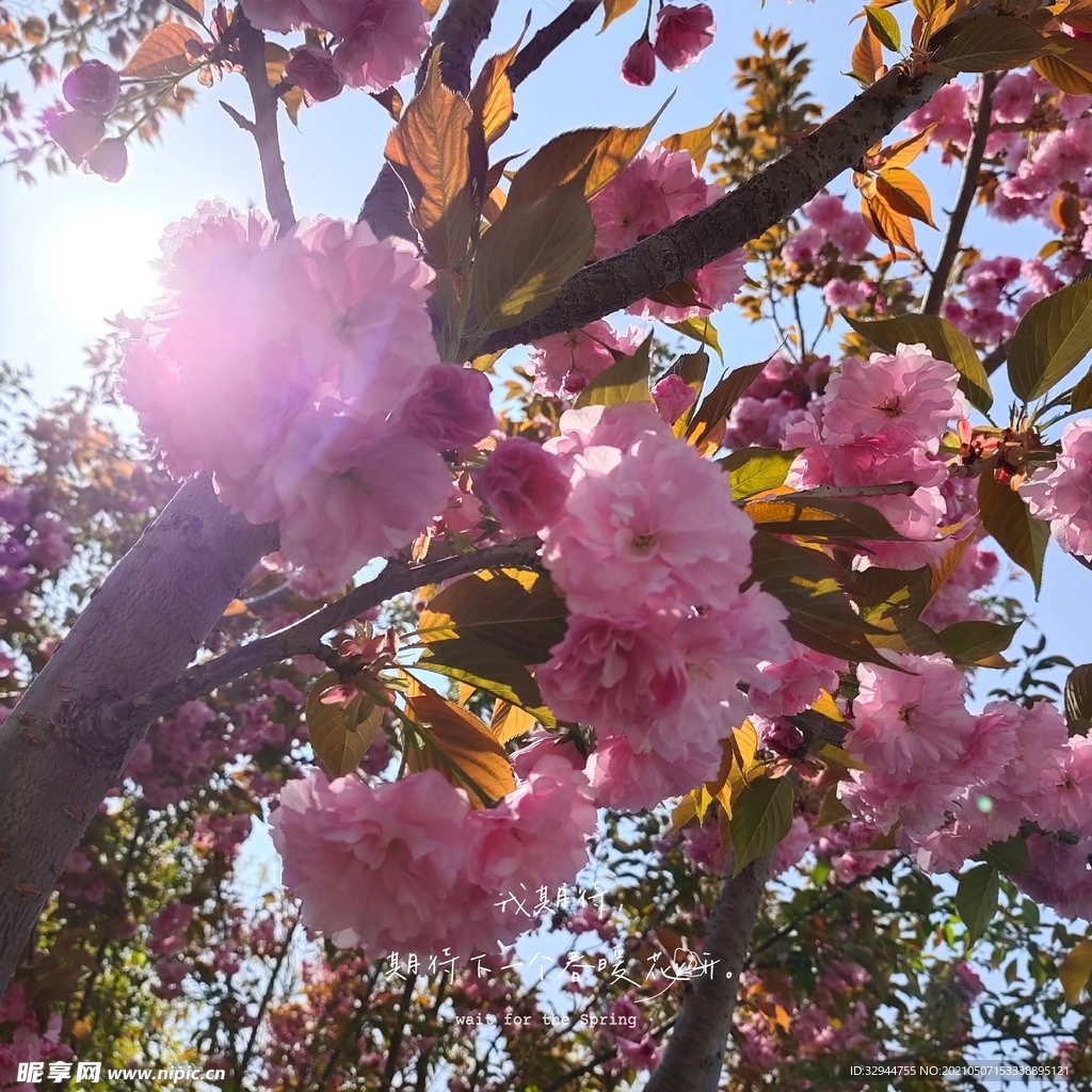 粉花