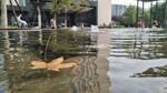 静水浮叶