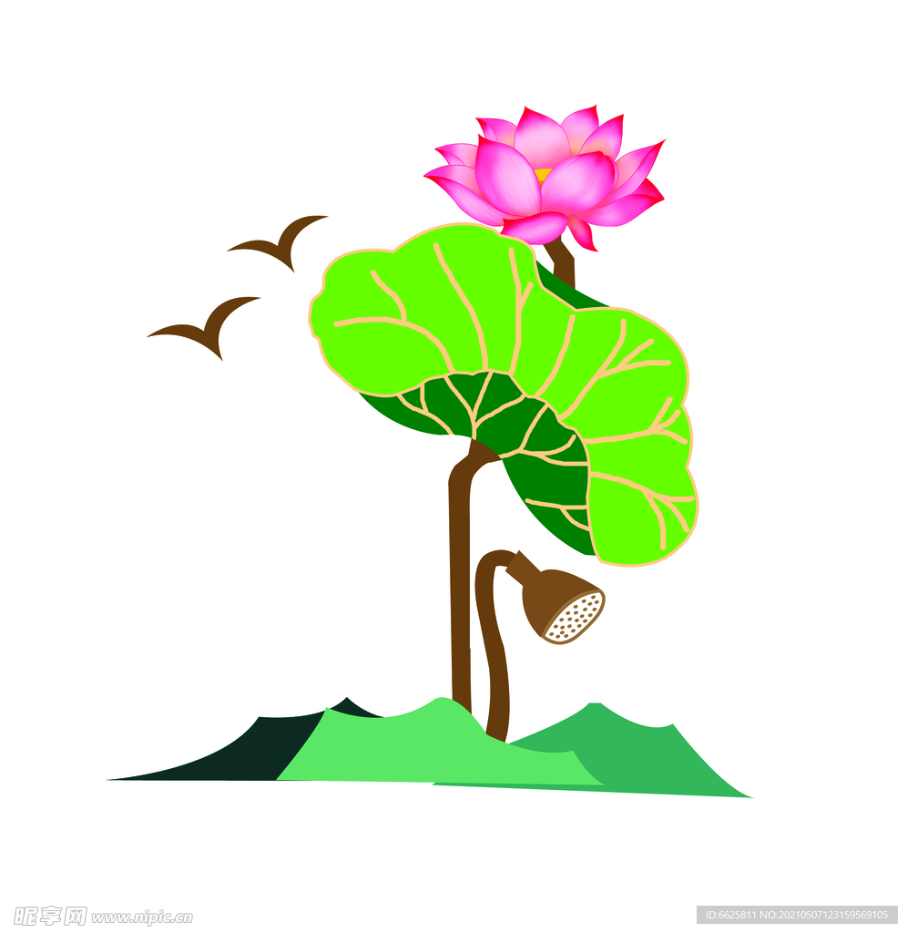 荷花