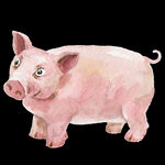 森系 水彩 手绘 农场 猪