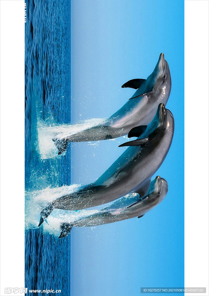 海豚