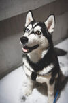 狗 