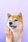 狗 