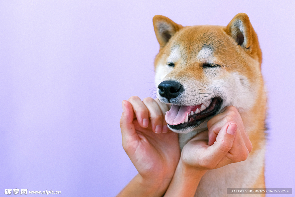 狗 