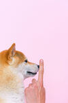 狗 