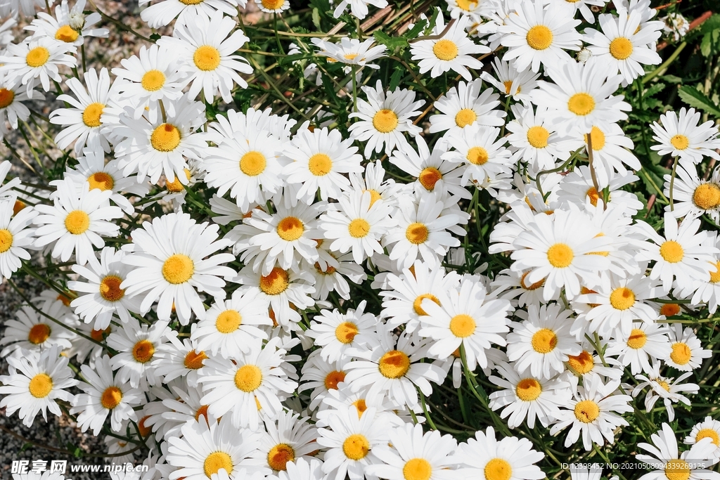 白色的雏菊