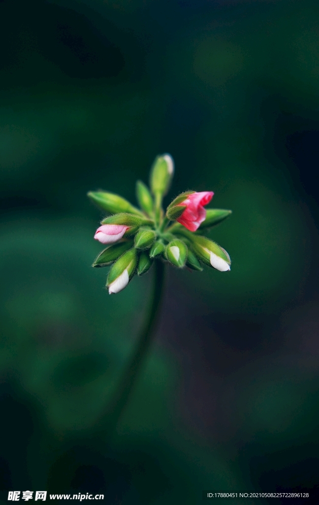 花卉