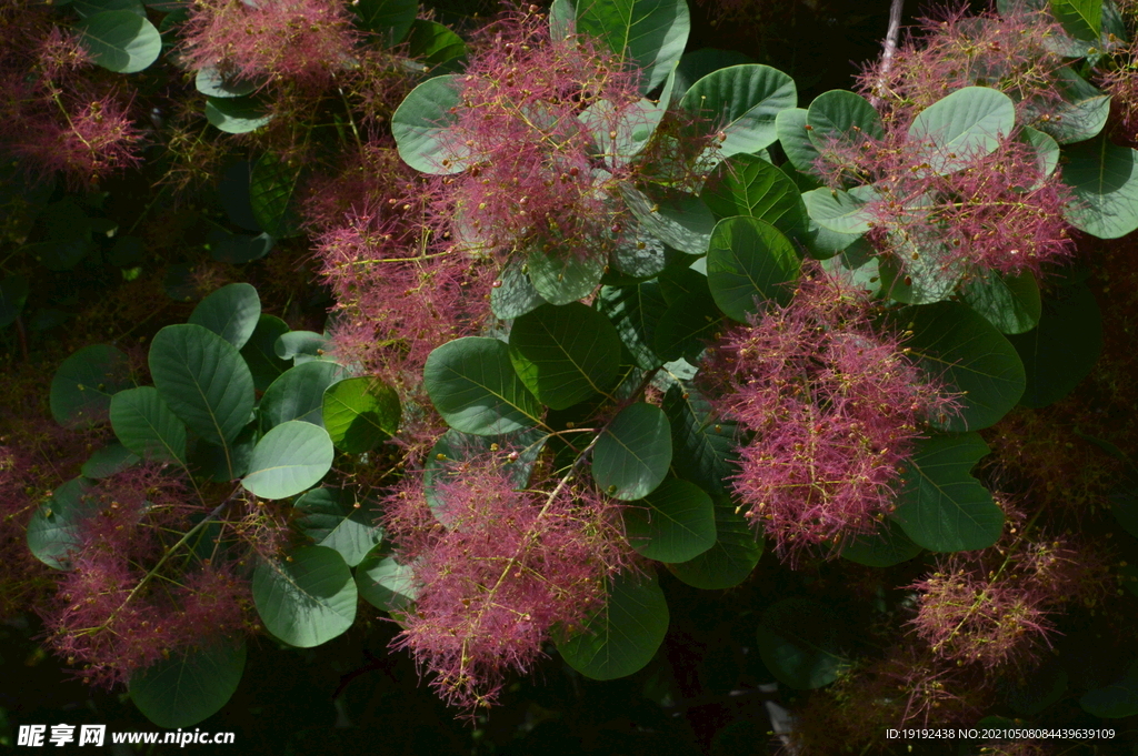 黄栌花 