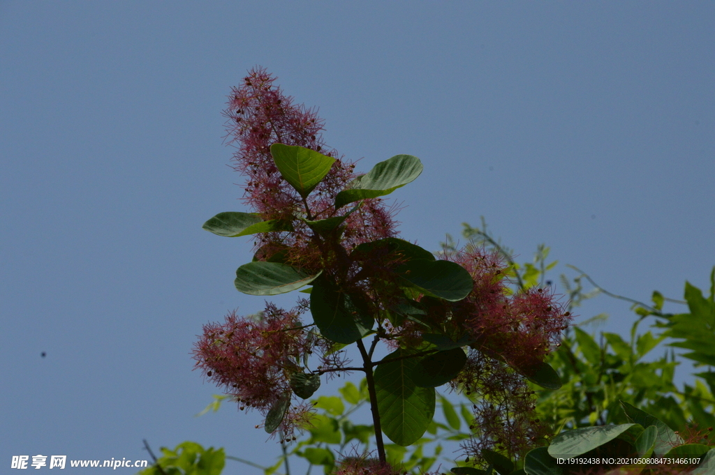 黄栌花 