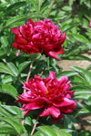 芍药花 