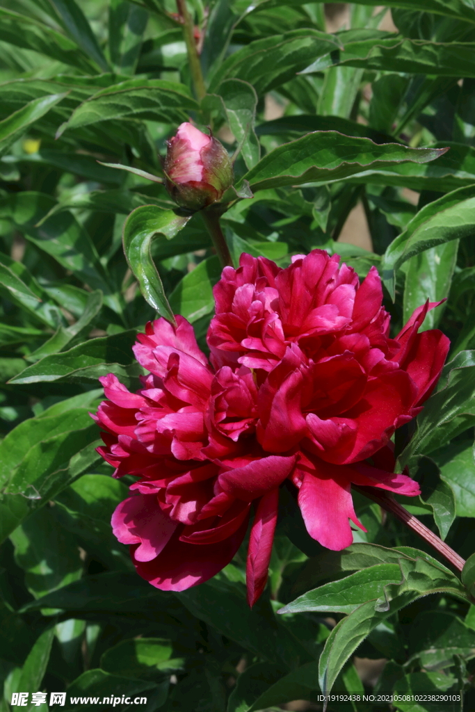 芍药花