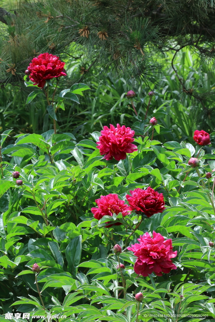 芍药花 