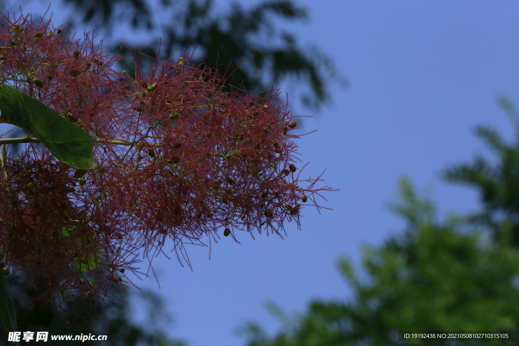 黄栌花 