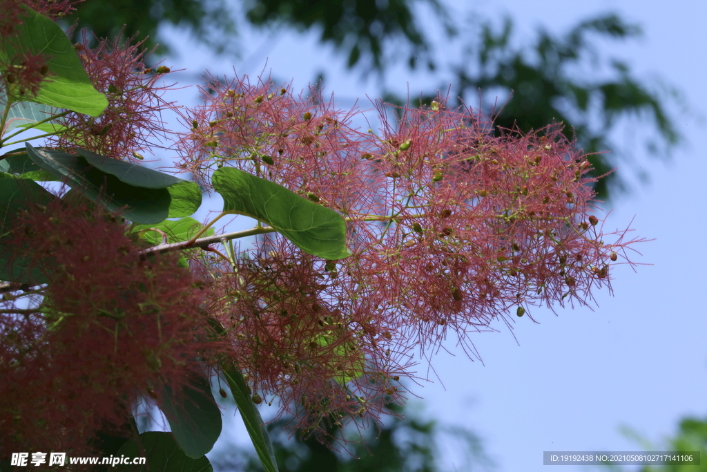 黄栌花 