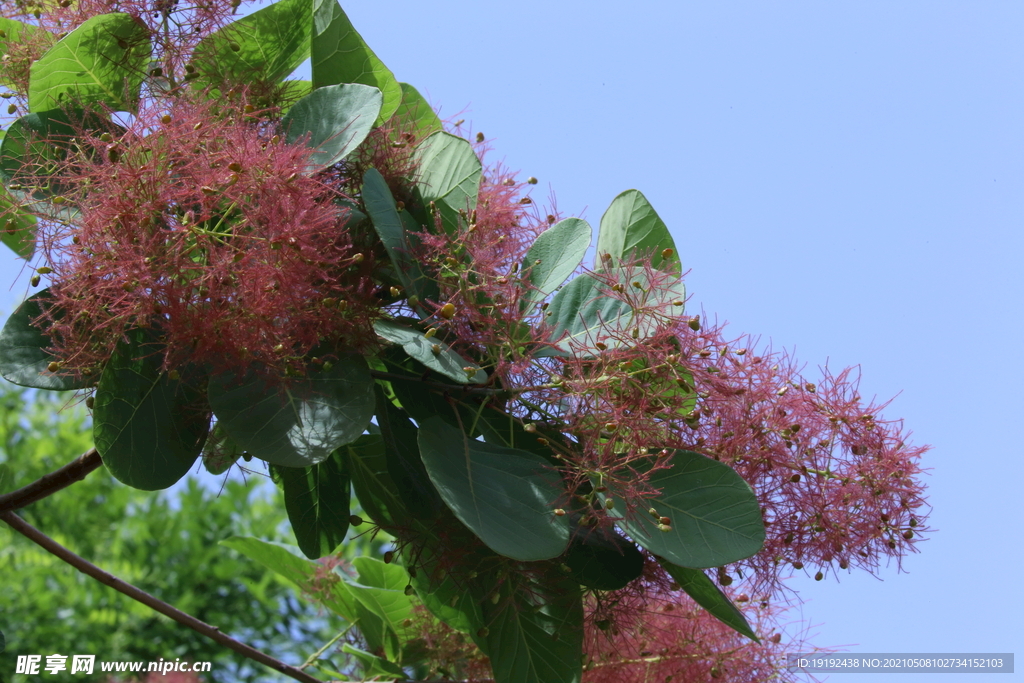 黄栌花 